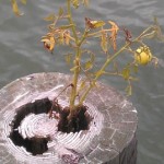 Profile picture of shanesdr