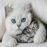 Profile picture of Alerrandro